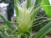 gERV̎